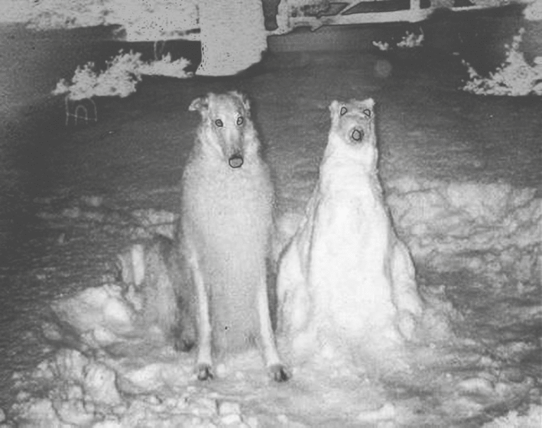 perrillos corregidoweb